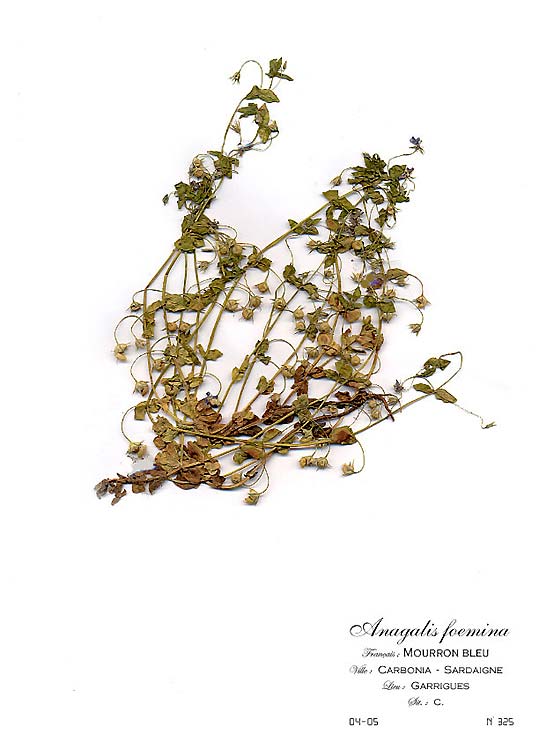 Anagalis Foemina