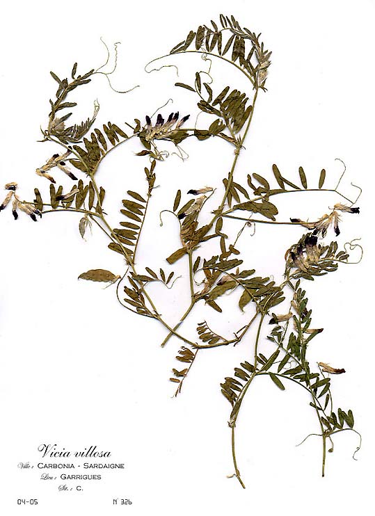 Vicia villosa