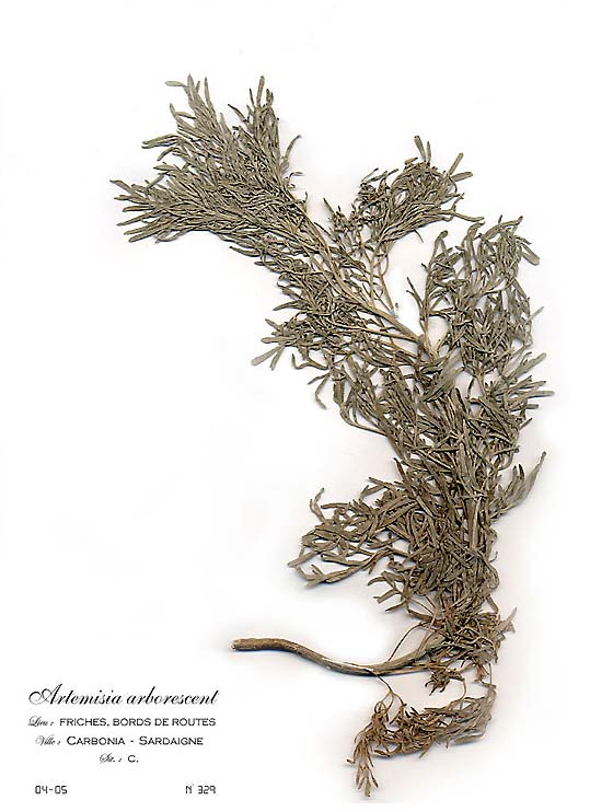 Artemisia arborescent