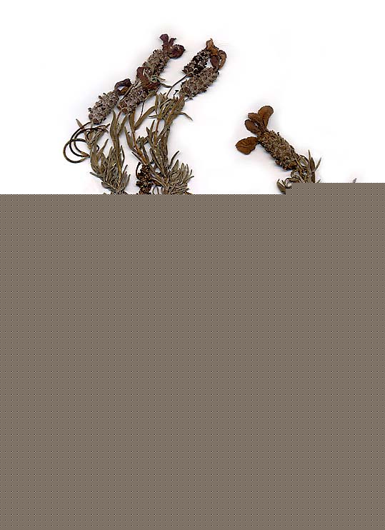 Lavandula stoechas