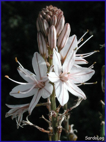 Asphodel
